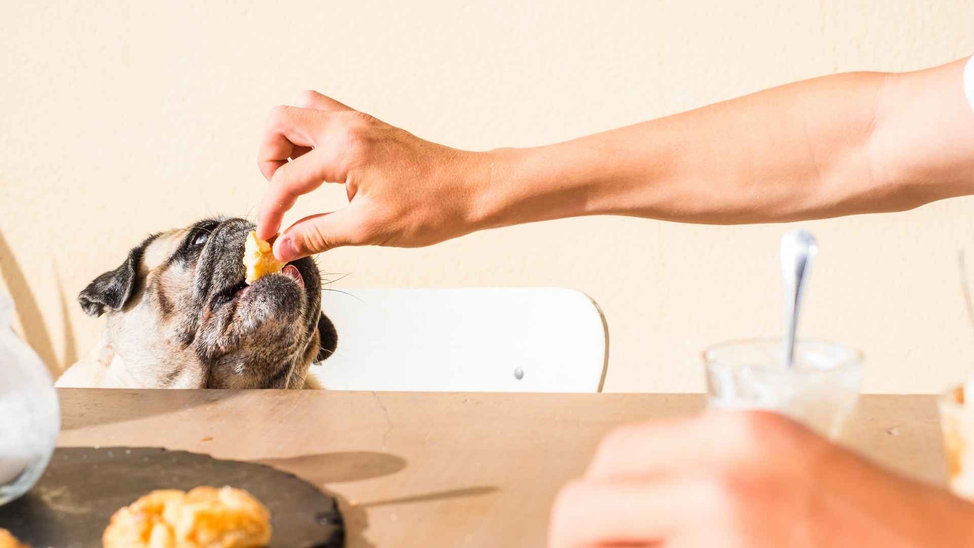 alimentos prohibidos perros con problemas renales